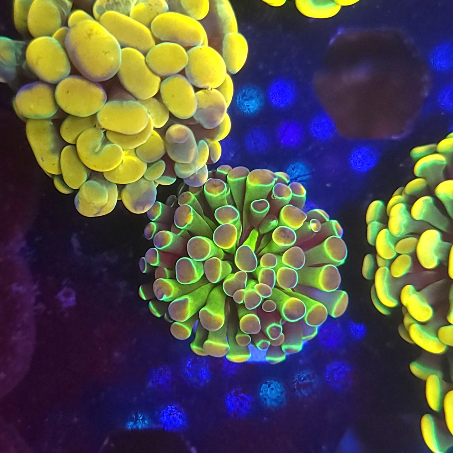 Rainbow Hologram Hammer