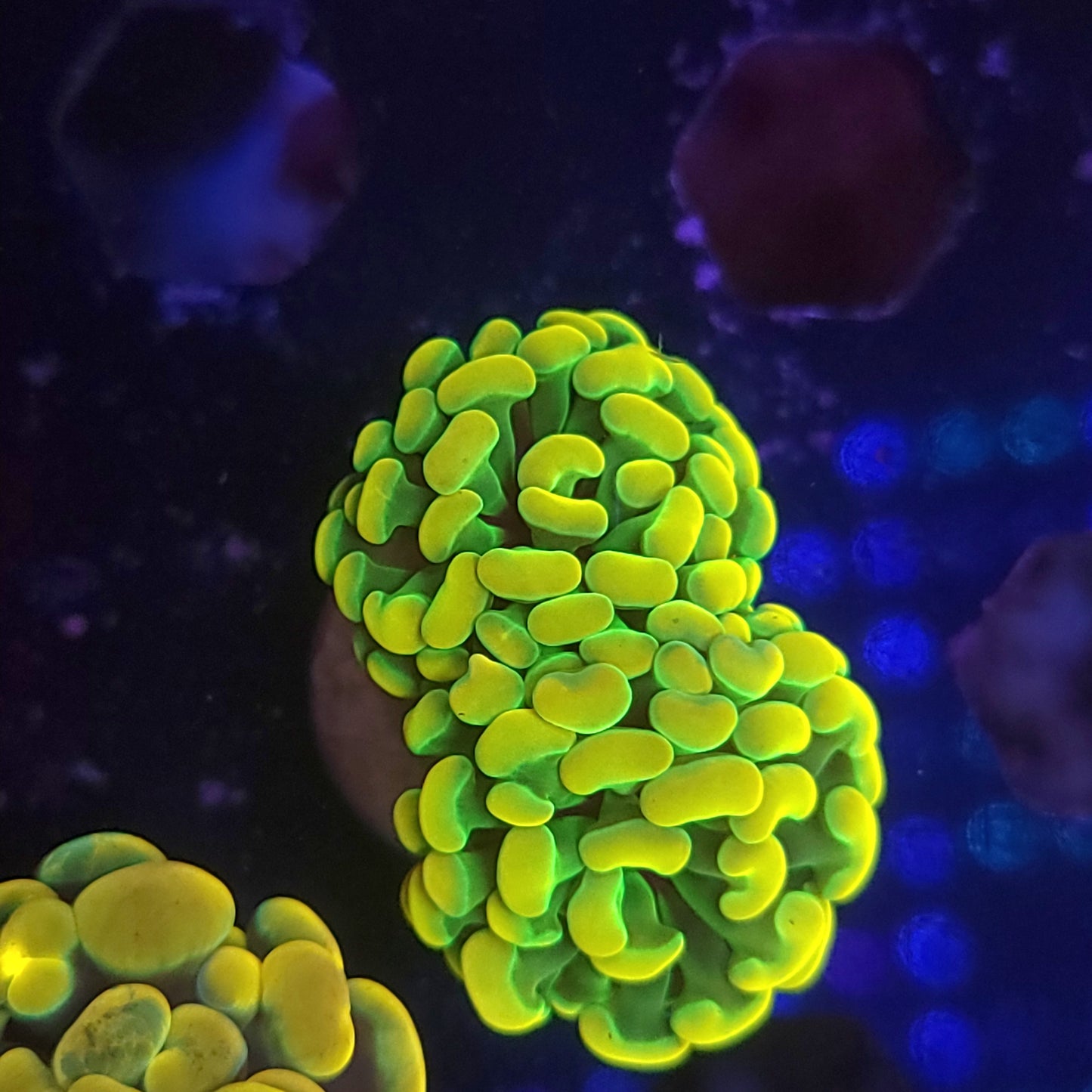 Crazy Bright HG Hammer Double (Video in pics)