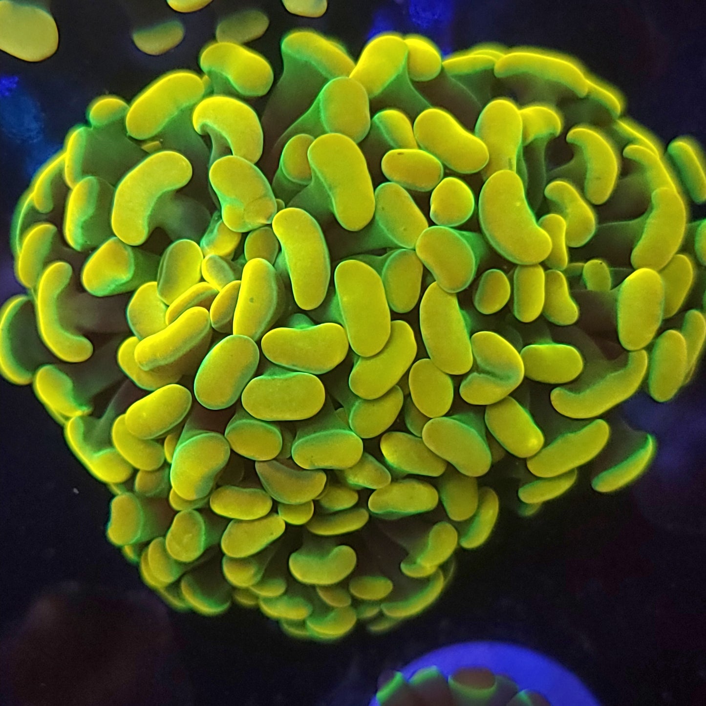 Crazy Bright HG Hammer Triple (Video in pics)