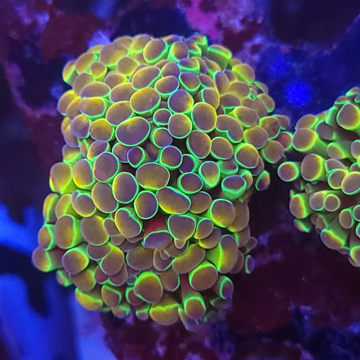 Rainbow Hologram Hammer Double (Video in pics)