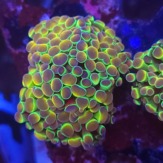 Rainbow Hologram Hammer Double (Video in pics)