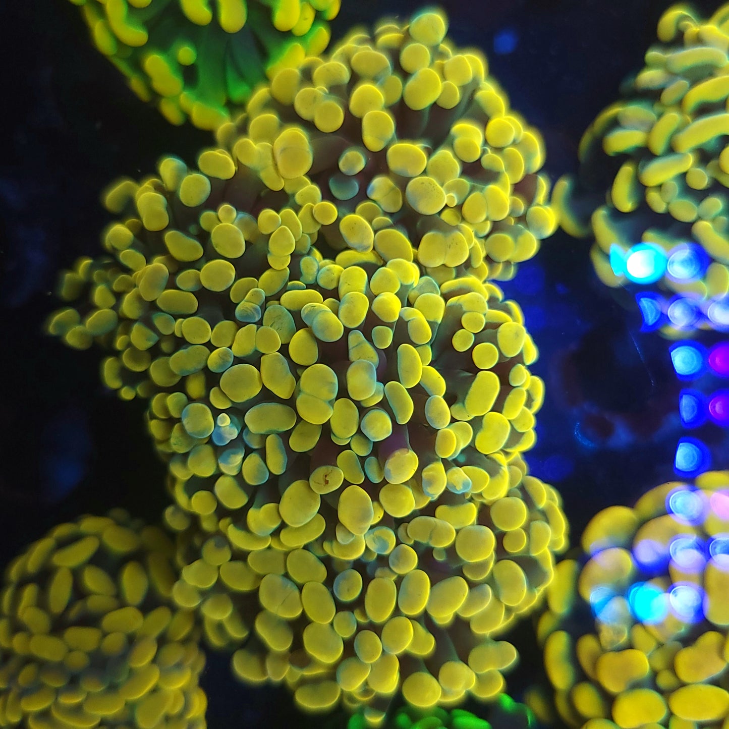 Ultra Gold Hammer Colony 5-6 Head (Video in pics)