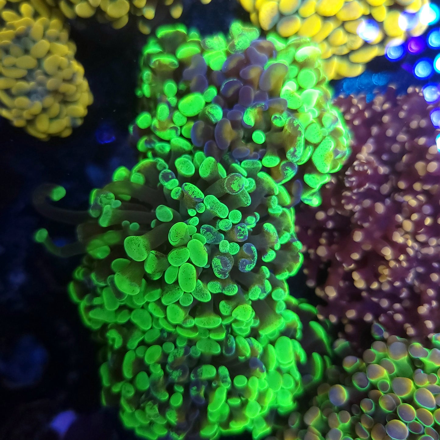 Ultra Splatter Hammer Colony 4-5 Head (Video in pics)