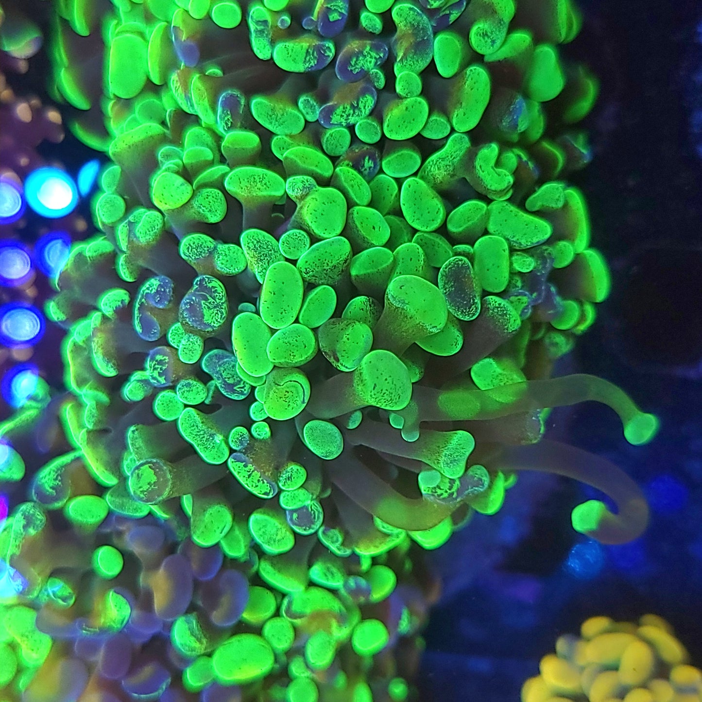 Ultra Splatter Hammer Colony 4-5 Head (Video in pics)