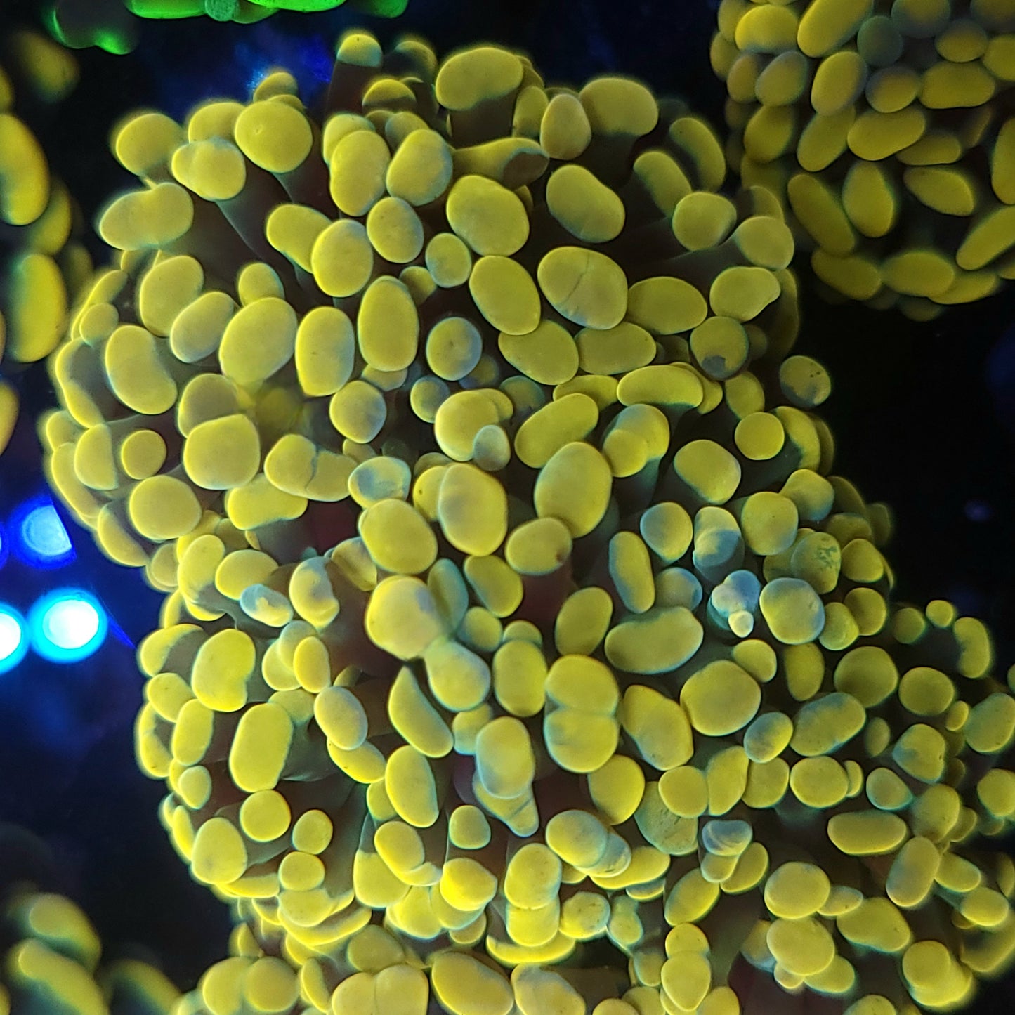 Ultra Gold Hammer Colony 5-6 Head (Video in pics)