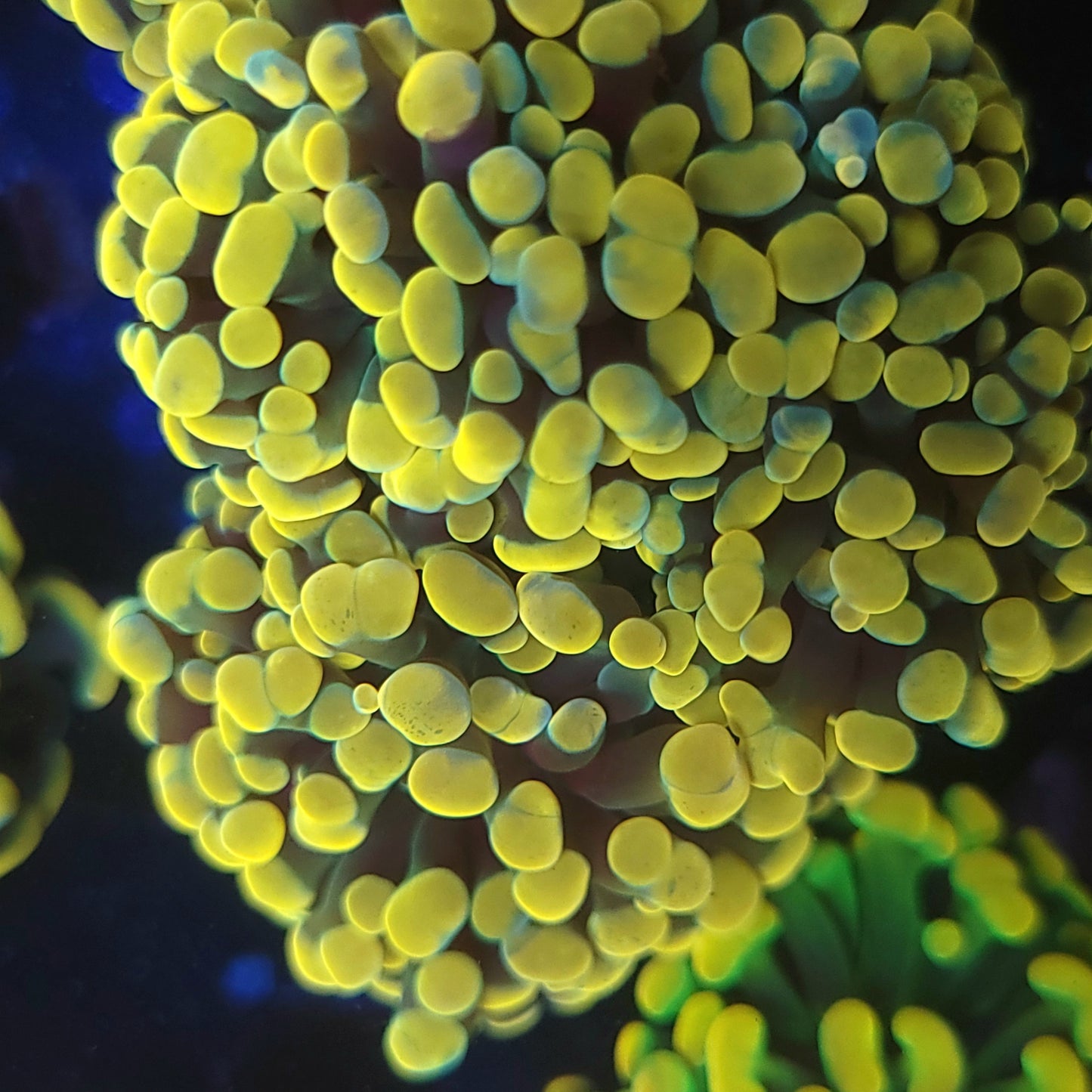 Ultra Gold Hammer Colony 5-6 Head (Video in pics)