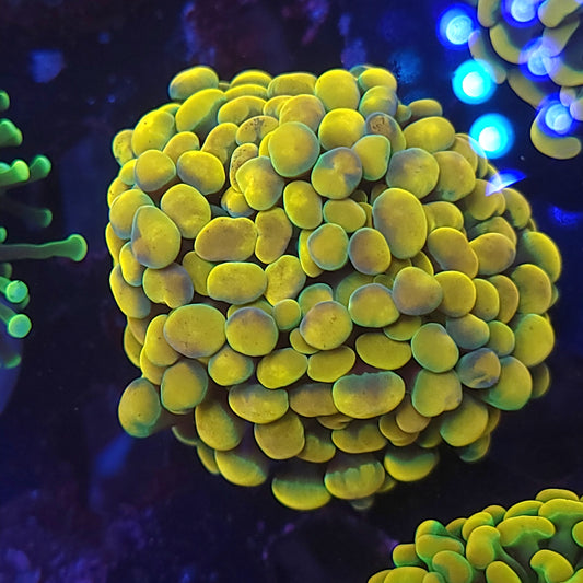 Rainbow Gold Hammer Mini Cluster