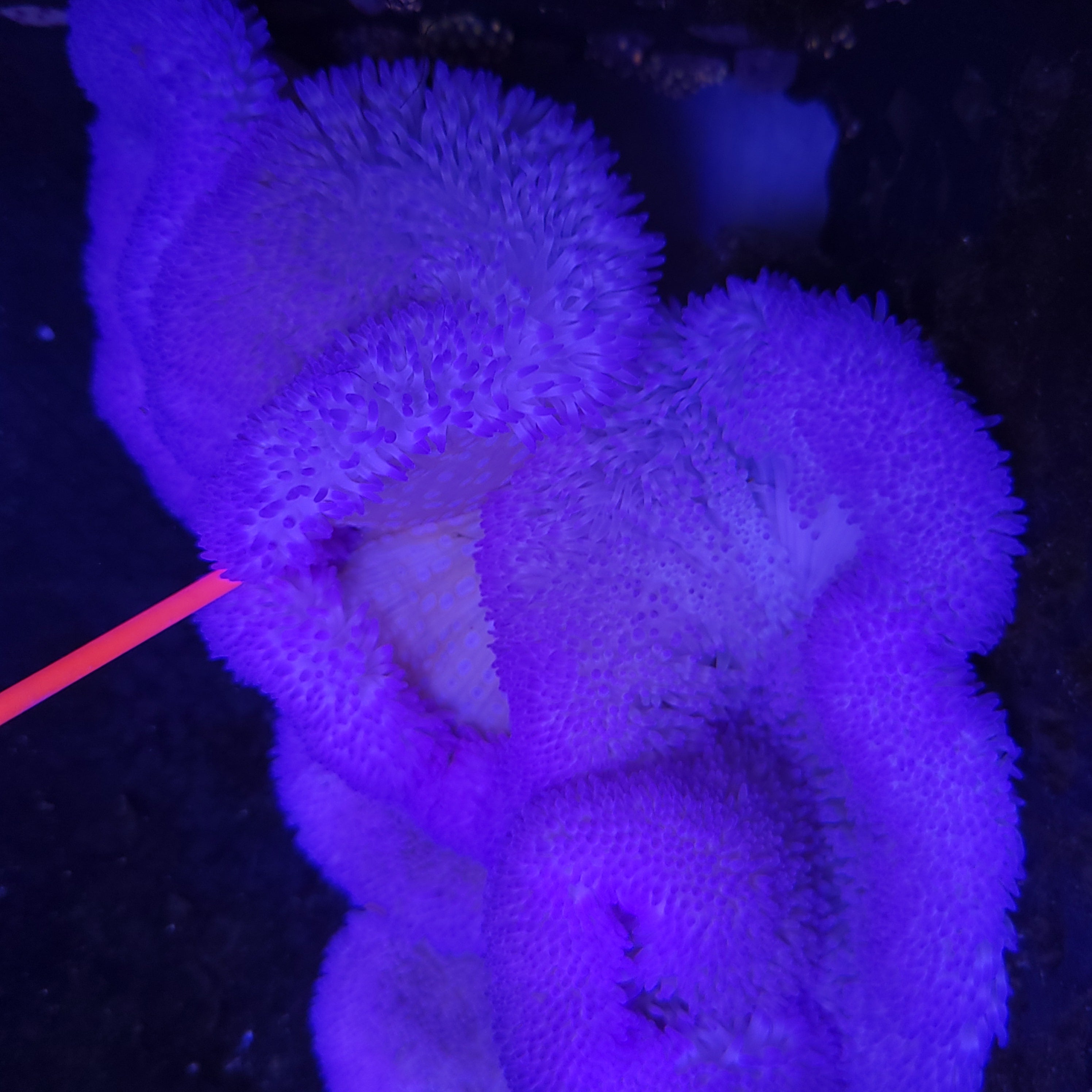 Anemones – SeaCo Corals