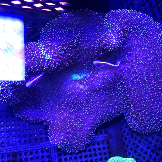 Gold Tip Mertensi Carpey Anemone (8-10 inch)