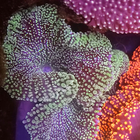 Teal Haddoni Carpet Anemone (4-5 inch)