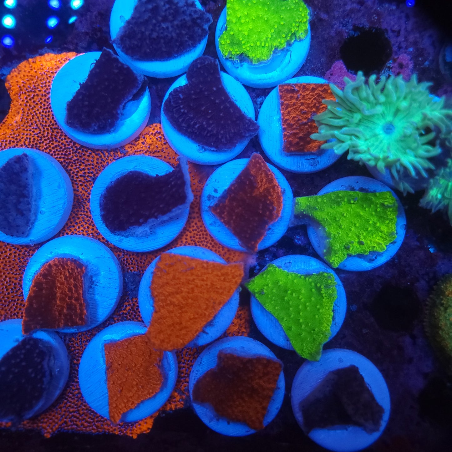 Monti Cap (choose your color in comments)