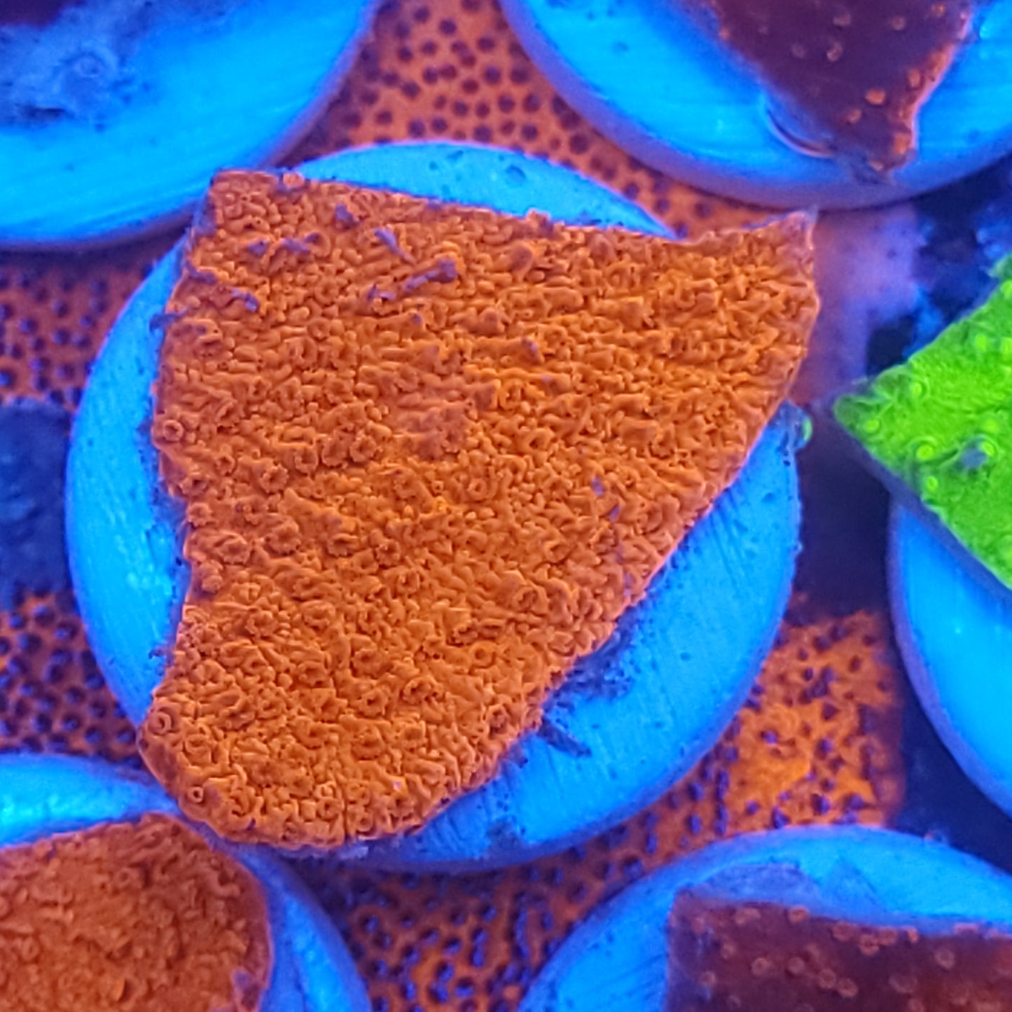 Monti Cap (choose your color in comments)