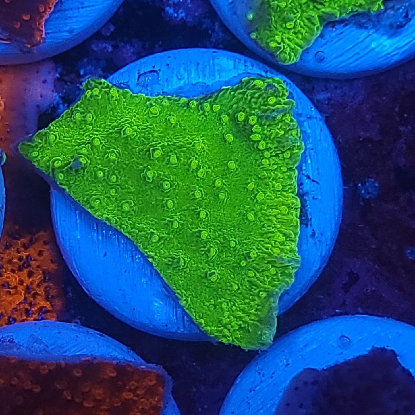 Monti Cap (choose your color in comments)