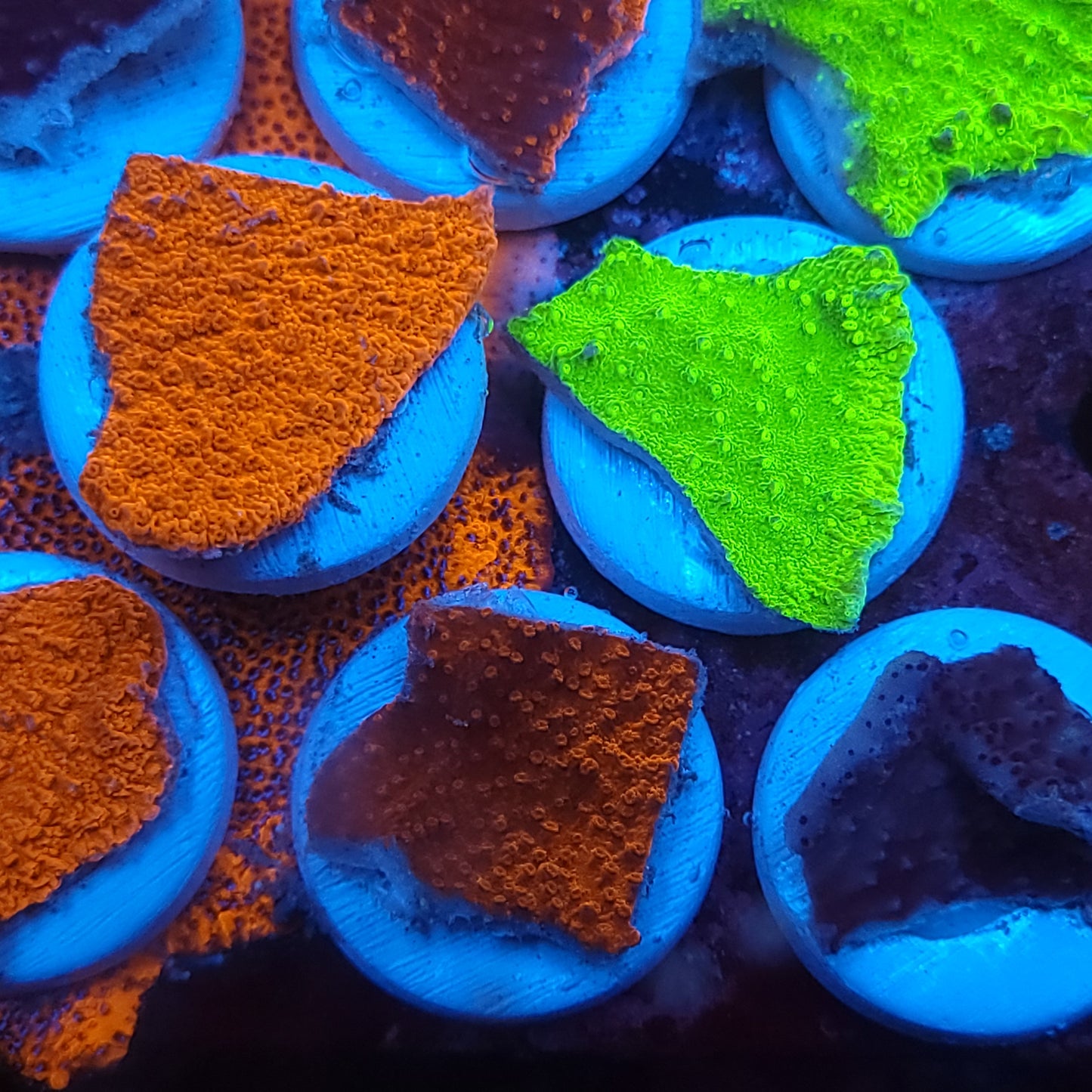 Monti Cap (choose your color in comments)