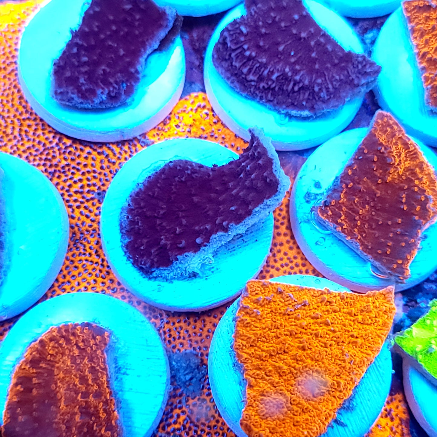 Monti Cap (choose your color in comments)