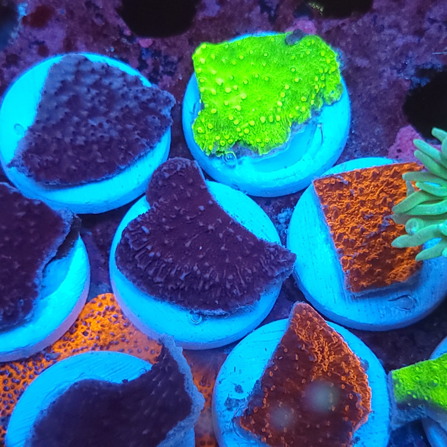 Monti Cap (choose your color in comments)