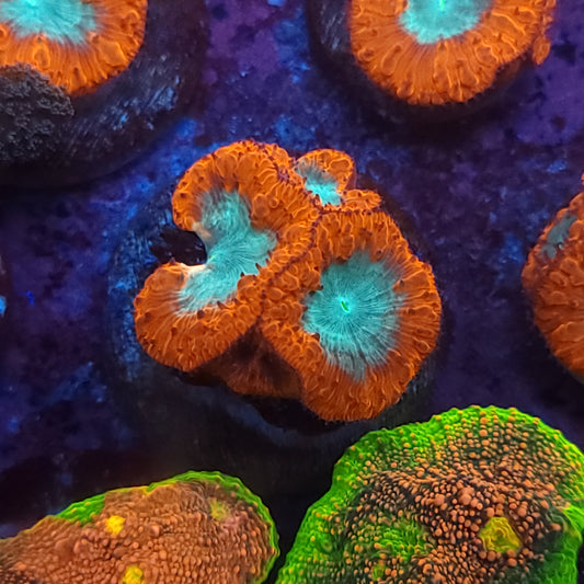 Bicolor Blasto Welli