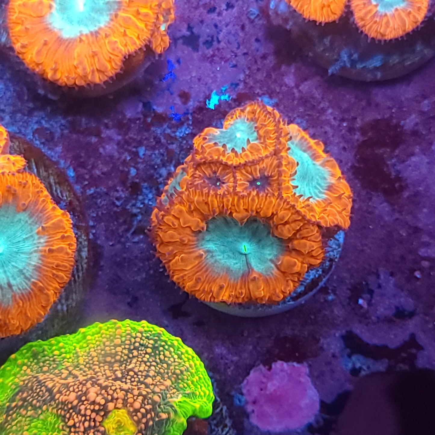 Bicolor Blasto Welli