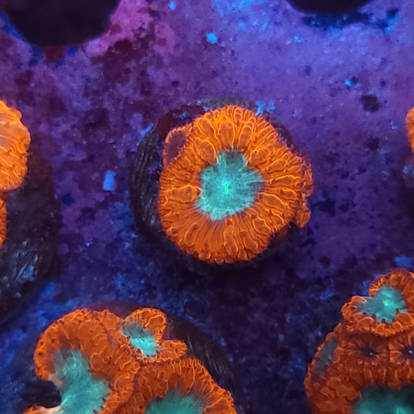 Bicolor Blasto Welli