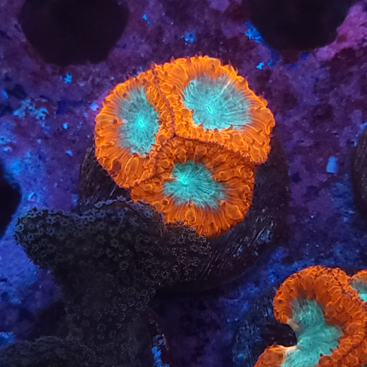 Bicolor Blasto Welli