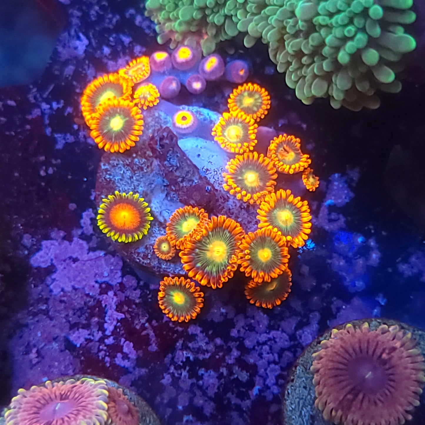 Bright Zoa Mix