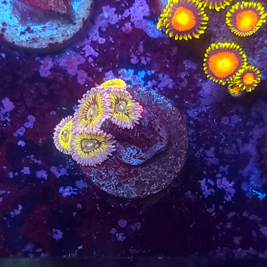 Chiquita Zoas