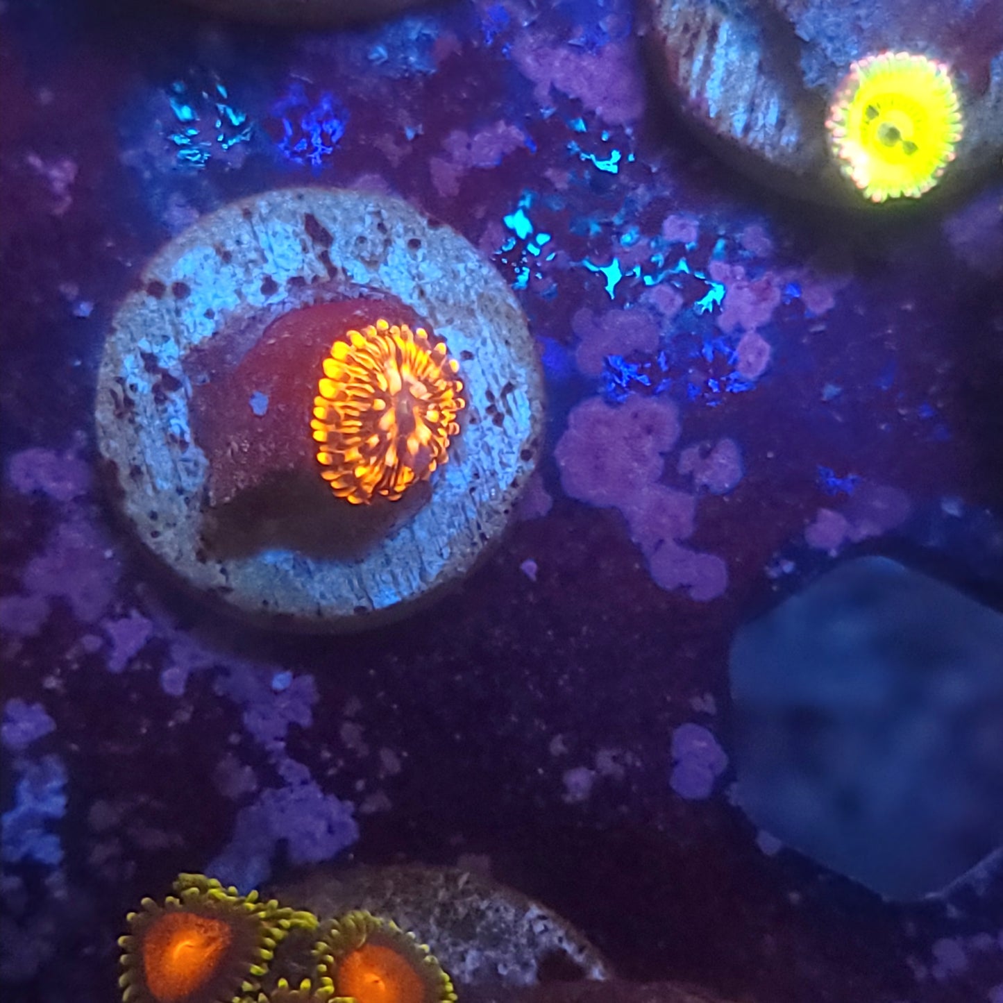 Utter Chaos Zoa