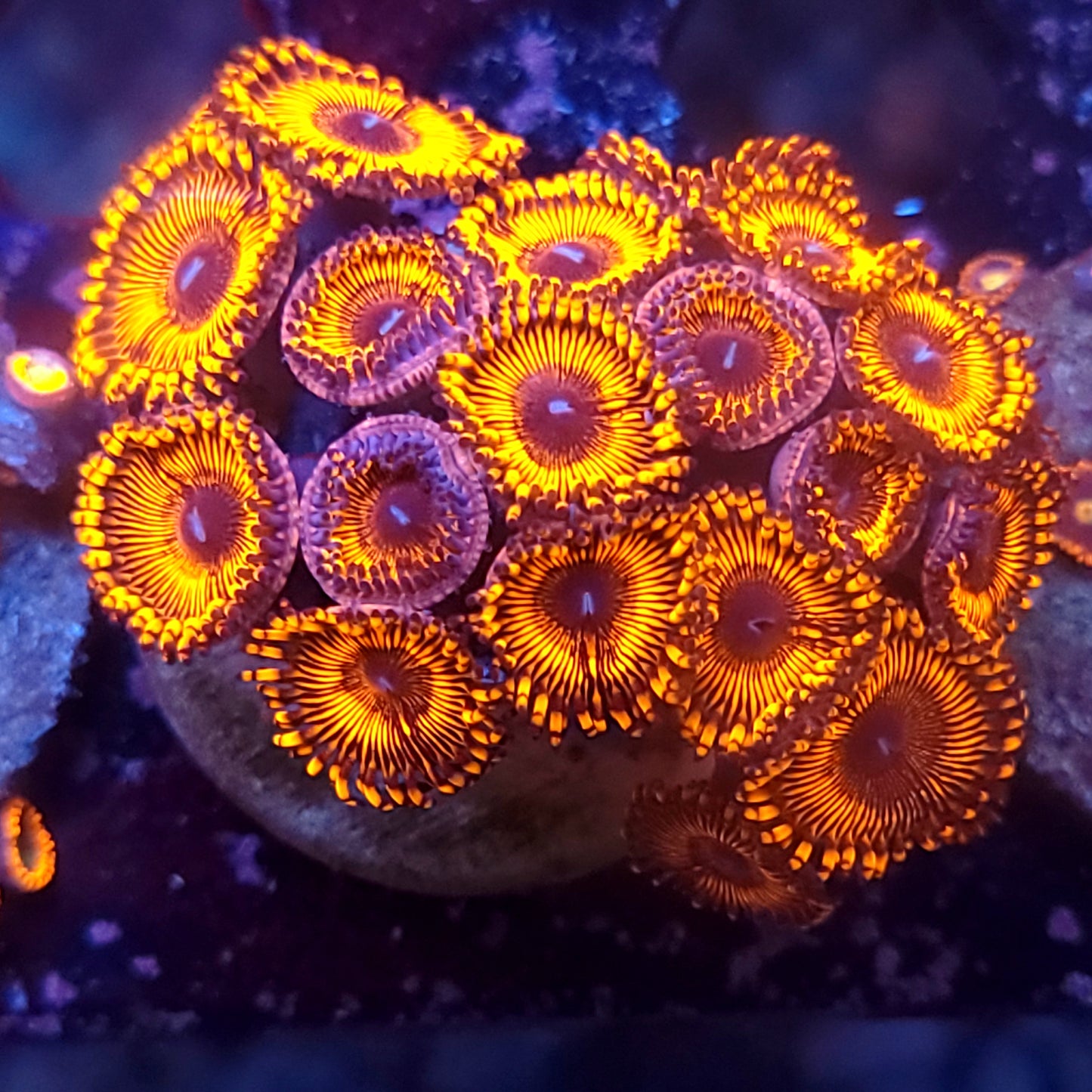 Inferno Zoas