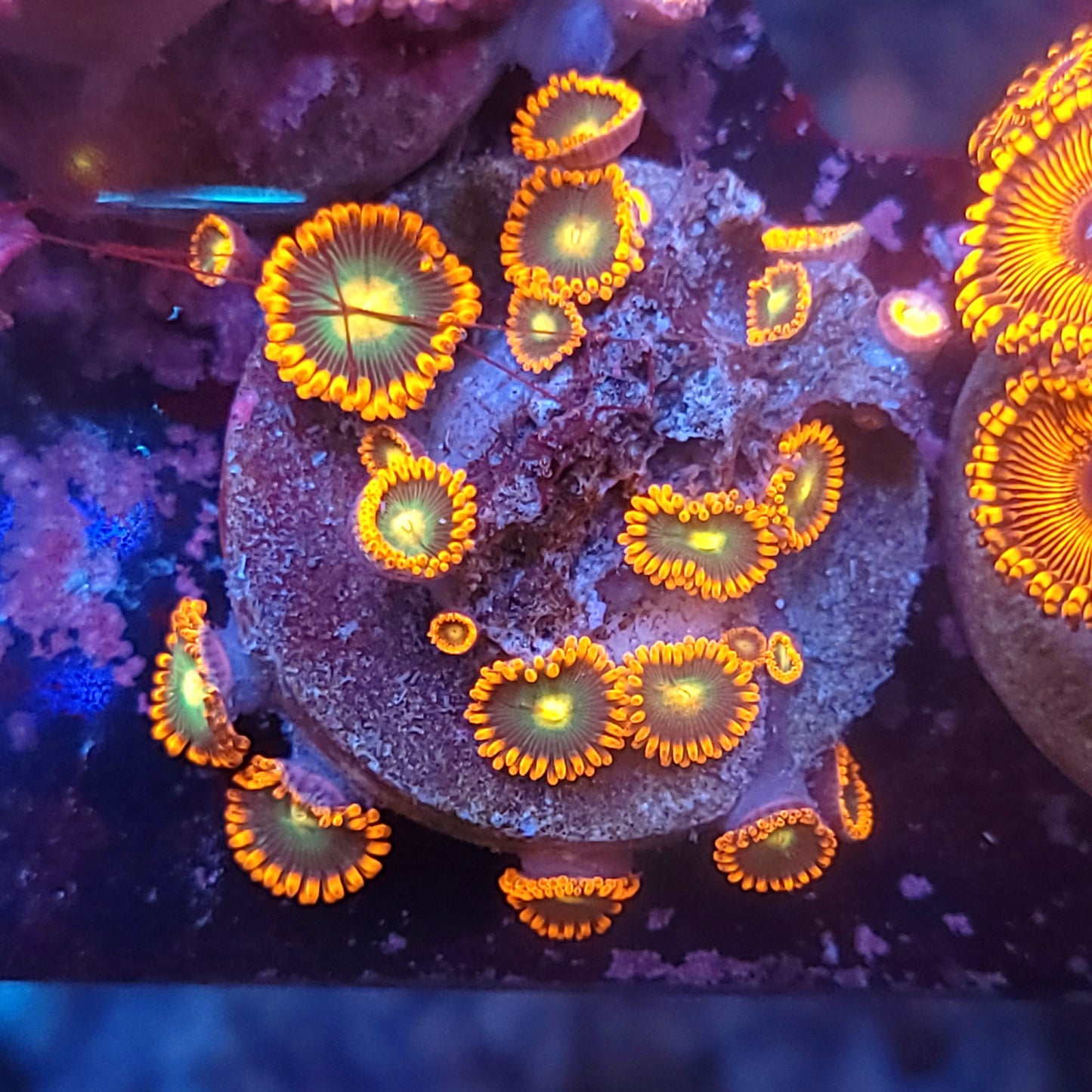 Ultra Zoa Frag
