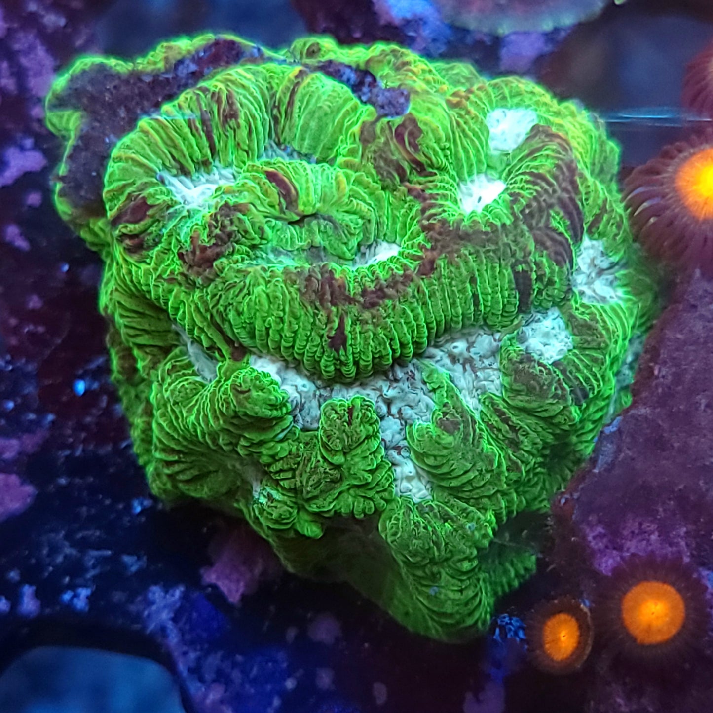 Toxic Splatter Platygyra