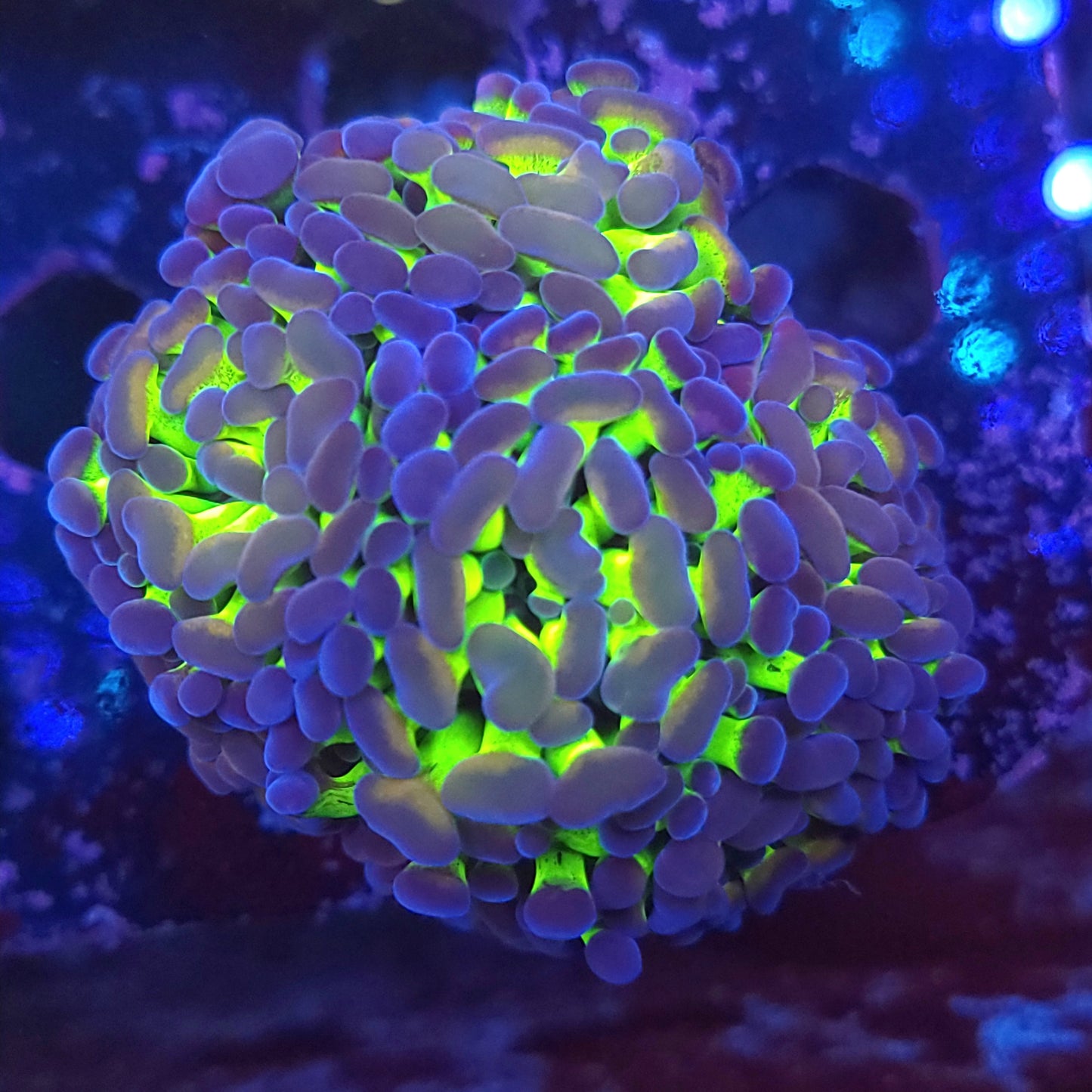Aquacultured Bright Toxic Stem Hammer Mini Colony (Video in pics)