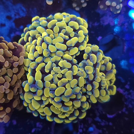 Aquacultured Bright Gold Hammer Mini Colony (Video in pics)