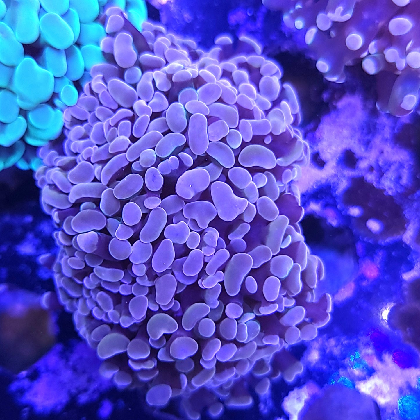 Aquacultured Pink and Purple Hammer Mini Colony (Video in pics)