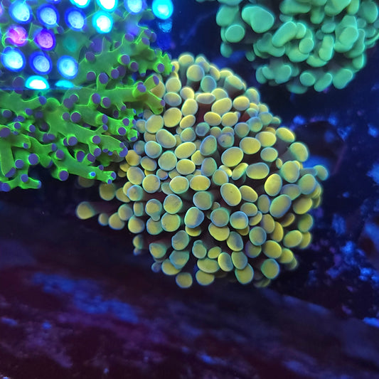 Aquacultured Bright Gold Hammer Mini Colony (Video in pics)