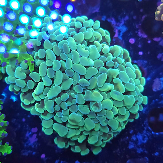Aquacultured Neon Teal Hammer Mini Colony (Video in pics)