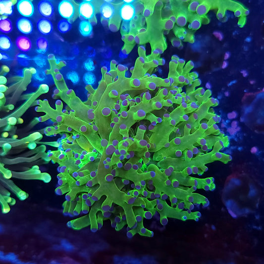 Neon Green Purple Tip Frogpsawn