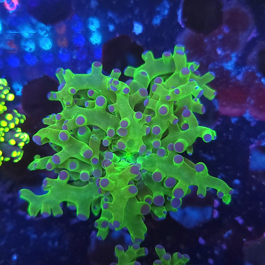 Neon Green Purple Tip Frogpsawn