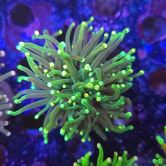 Yellow Tip Torch (Video in pics)