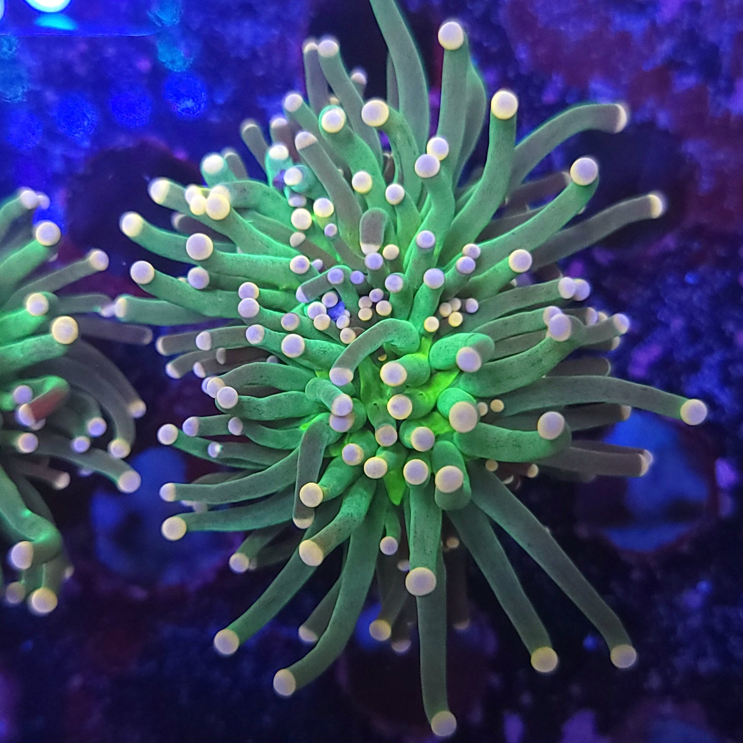 Skittles Torch (Video in pics)