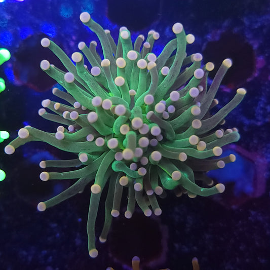 Skittles Torch (Video in pics)
