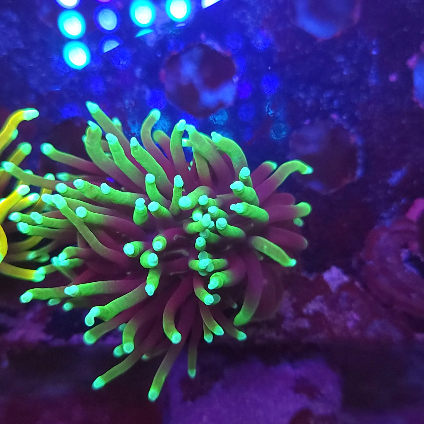 Grim Reaper Torch (Video in pics)