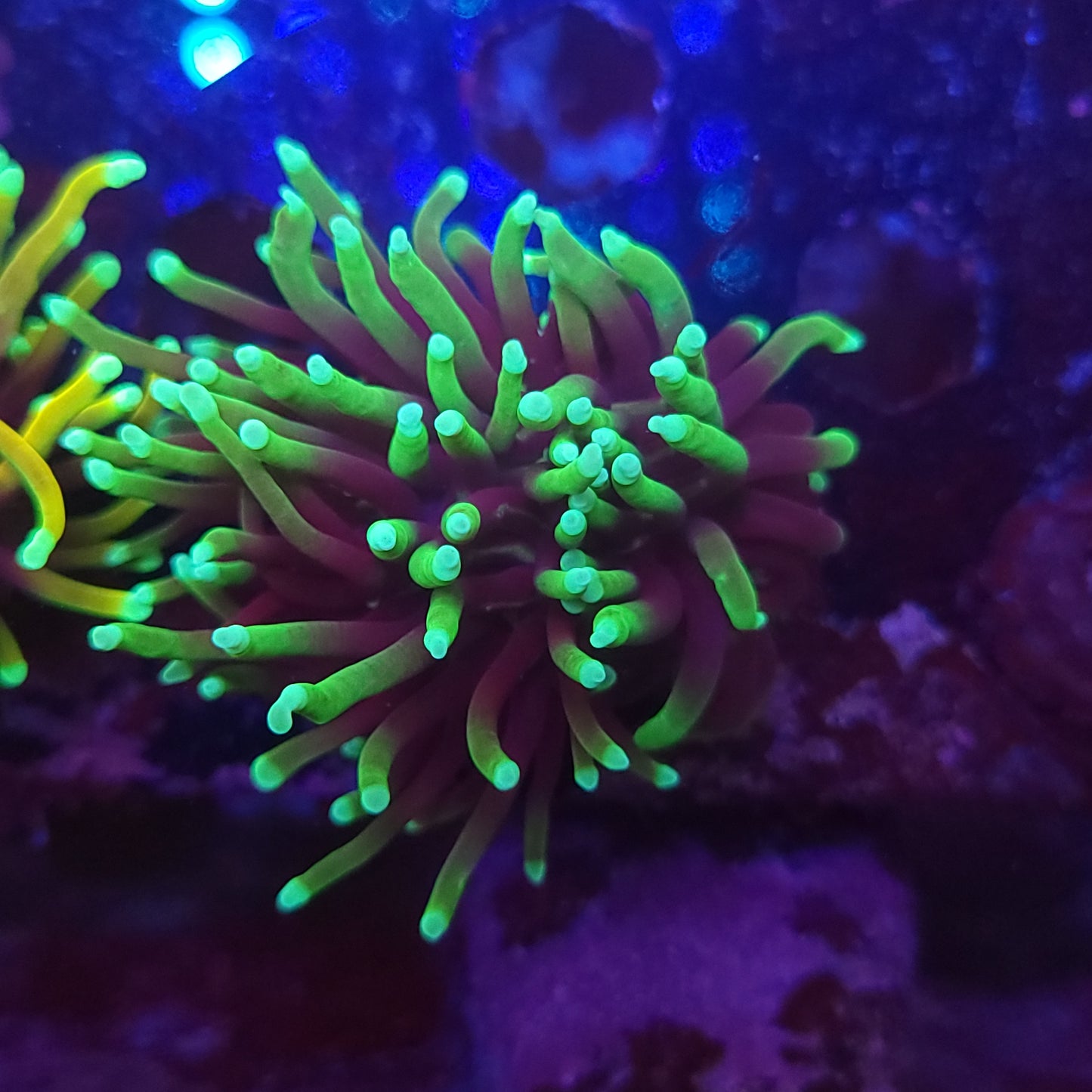 Grim Reaper Torch (Video in pics)