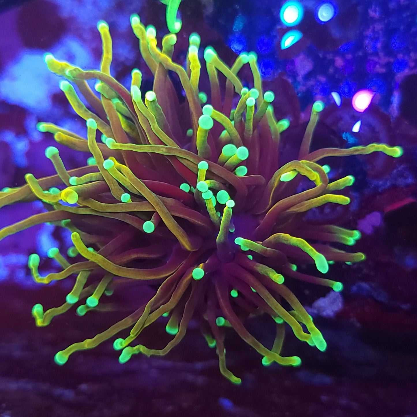 Ultra Hellfire Torch (Video in pics)