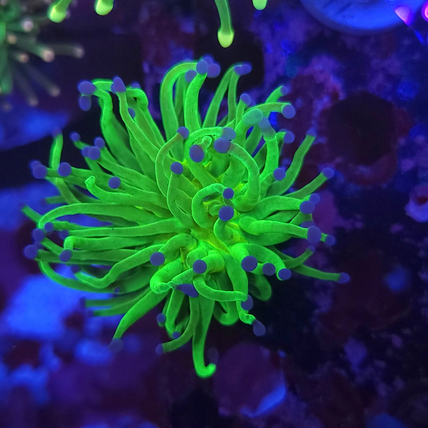 Bright Todds Torch (Video in pics)