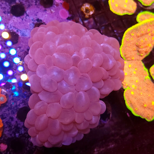 XL Pink Bubble Coral