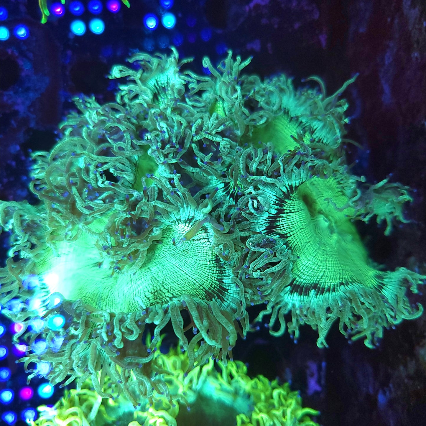 XL Neon Elegance (Video in pics)