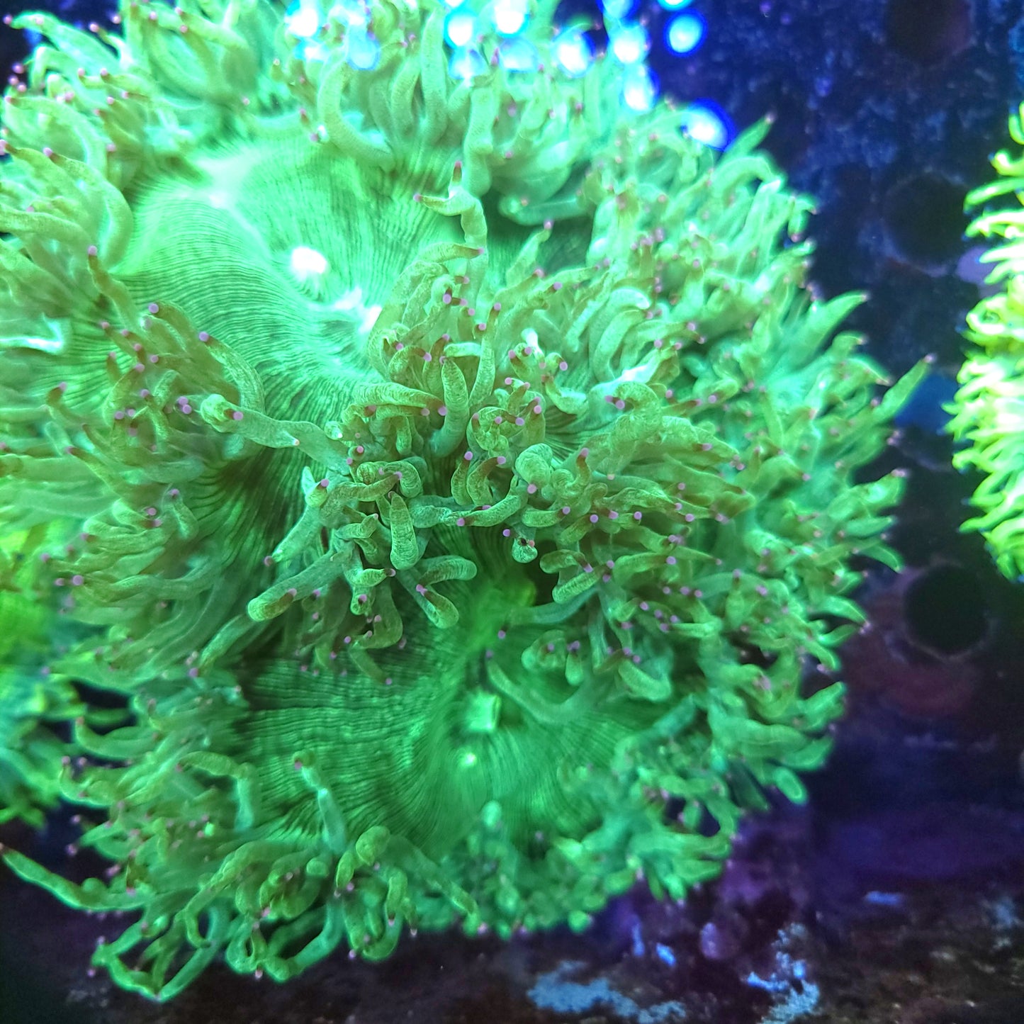 XL Pink Tip Elegance (Video in pics)