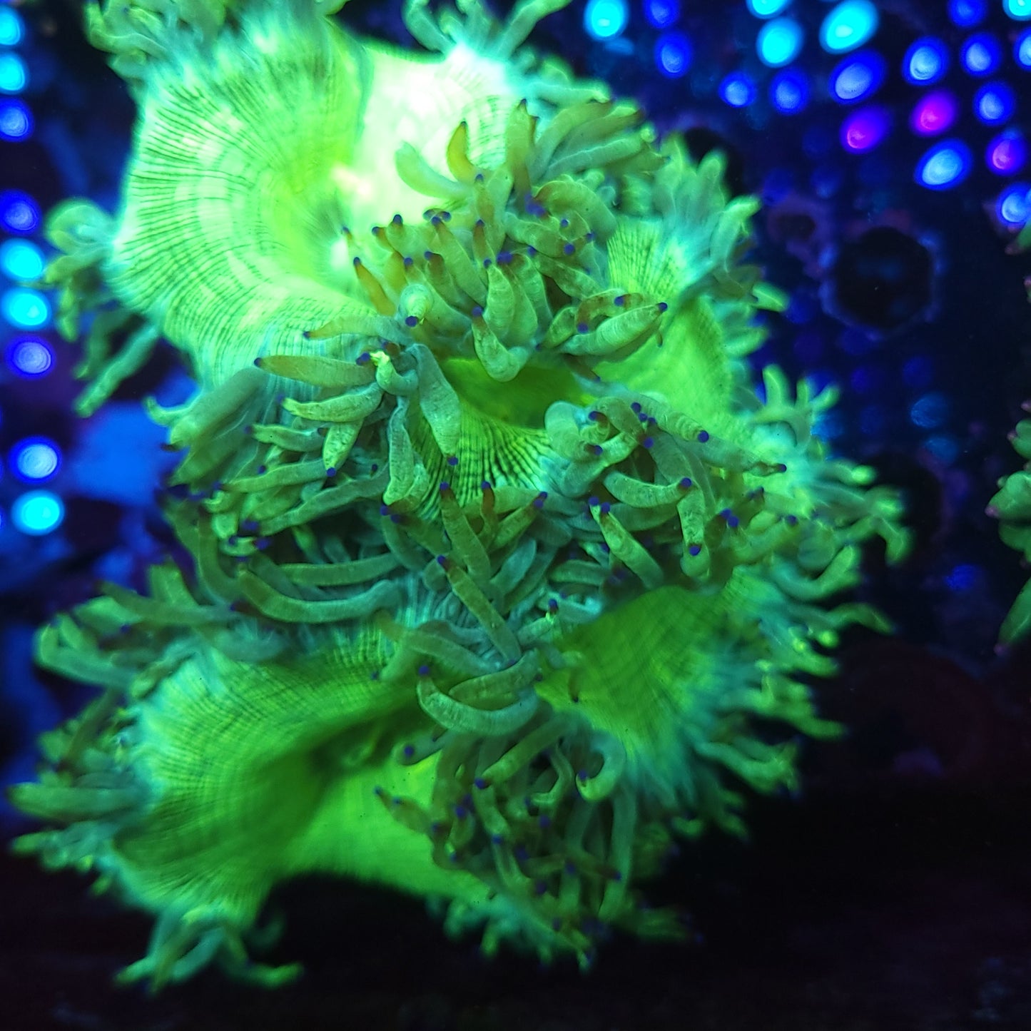 Bright Neon Elegance (Video in pics)