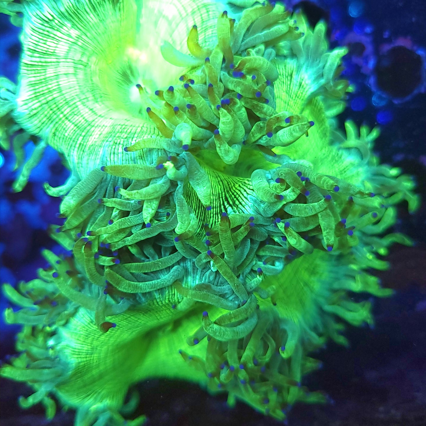 Bright Neon Elegance (Video in pics)