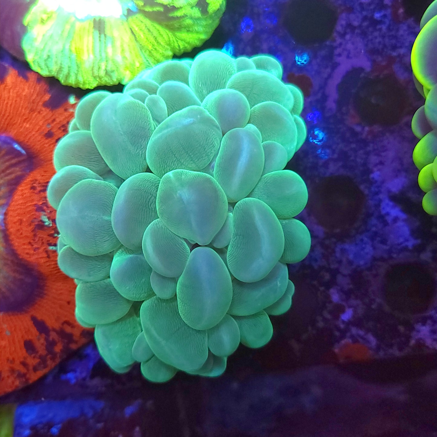 Green Bubble Coral (Video in pics)